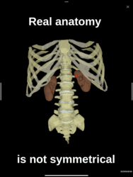 Dornheim Anatomy Screenshot 3