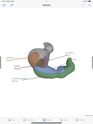 Dornheim Anatomy Screenshot 5