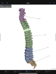 Dornheim Anatomy Screenshot 7
